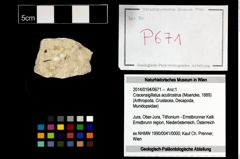 Foto (Objekt + Etikett) von Cracensigillatus acutirostrus (Moericke, 1889)  (NHMW-GEO-2014-0194-0671)